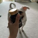 댕댕이 펫카 이미지