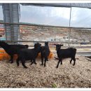 약성흑염소농장 이미지