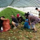 국제농장 이미지