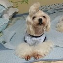 카라말티즈 이미지