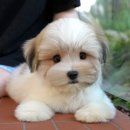 보듬펫 | 광주강아지분양 꼬똥 입양 과정과 후기