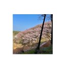 동해 구상수시설 | [강원도여행/삼척여행] 산책하기 좋은 삼척 벚꽃 명소 봉황산 산림욕장