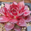 솔레미오 이미지