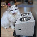 랙돌 고양이 이태리 마블링 세라믹 식기 사용후기