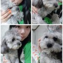 누렁이도 찰스로 애견샵 이미지