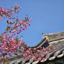 강진남미륵사/서부해당화 실시간 개화 상황/25.04.11