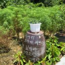 리버972 이미지