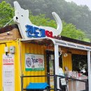 진도개 53카페 이미지