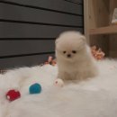 나의 강아지 이미지