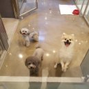 자이동물병원 이미지