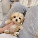 강아지분양 애견분양 꽃강아지 광진점 이미지