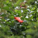 무궁화비료 이미지