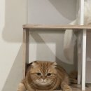 사왓디 이미지