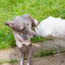 개들랜드 이미지