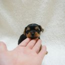 망고베리 이미지