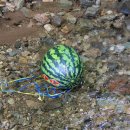 청정계곡 이미지