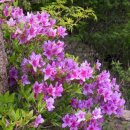 서울짚신 이미지