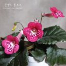 티엘즈