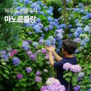 제주 수국카페 추천 제주도 마노르블랑 후기