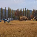 은행나무1길 이미지