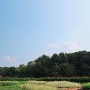 살구쟁이들 이미지