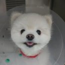 리라동물병원 이미지