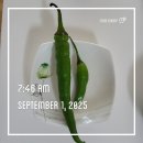 토종고추 맛 비교(청룡초와 칠성초) 이미지