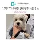 구름동물병원 | 철산 동물병원) 구름이 각막궤양, 각막혈종, 결막염 안과 진료 후기