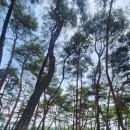 김삿갓다방 | [김삿갓계곡캠핑장] 2024년 6월 29일 ~30일