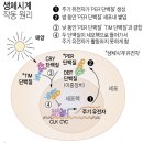 생체시계, 일주기리듬 탐구 시작!! 이미지