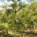 백송농장 이미지