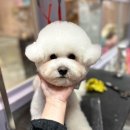 521펫살롱 이미지