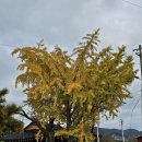 대마보건지소 이미지