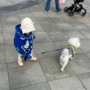 도니마니김치찜 | [주간일기] 4월 둘째주 (4월 5일 ~ 4월 11일)