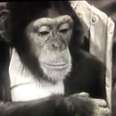 봄햄농장 이미지