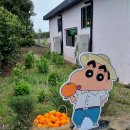 제주 짱구 팝업스토어 기간 및 주차정보