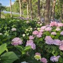 서산소나무힐링 이미지