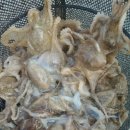 왕쭈꾸미 이미지