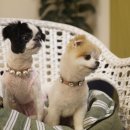 이자매펫미용원 이미지