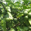 몸사랑농장 이미지