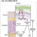 복용 중단 후 3년간 피임·헌혈 금지 &#39;주의&#39; 건선 치료제, 네오티가손 캡슐(Neotigason Cap) 이미지