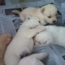 똥강아지 이미지