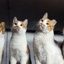 행복한고양이 이미지