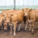 홍천사랑말영농조합법인 이미지