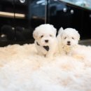 프리미엄캔넬 이미지