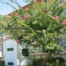 월평초등학교 이미지