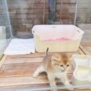 대전고양이분양 루나캣 이미지