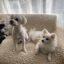 서김해상용서비스 | 김해애견미용 외동강아지미용샵 깨비네목욕탕 강추