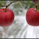 쌍둥이네농장 이미지