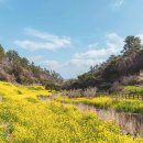 신안 교차로 ~ 해남터널 | 제주 봄 여행지! 남들 다 아는 곳 말고? 도민만 아는 비밀 꽃길과 마을 산책로